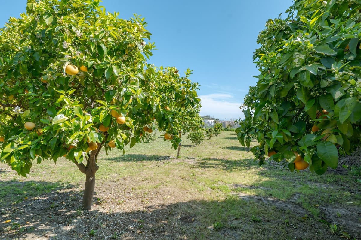 Alhaurín el Grande, Costa del Sol, Málaga