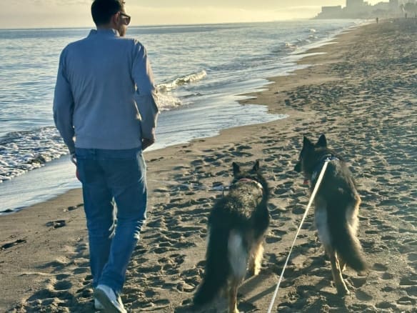 A walk with two German Shepherds on a leash along the beach on the Costa del Sol