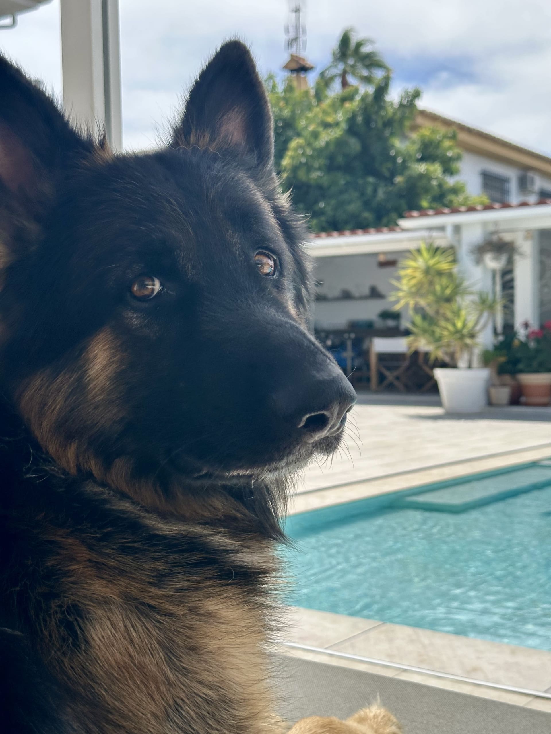 Duitse herder op een terras bij het zwembad van een woning aan de Costa del Sol